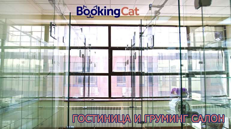 Франшиза BookingCat 3