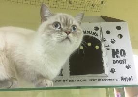 Франшиза BookingCat